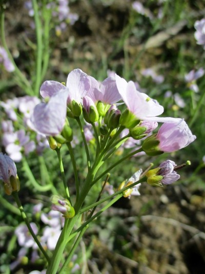 杜鹃花(Fr: Cardamine des prés)