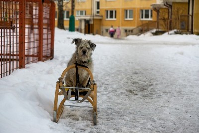 在下雪的冬天，一只棕色的小猎犬坐在雪橇上。