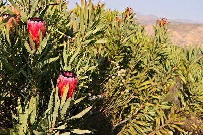 南非野外生长的粉红色protea。