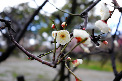 梅花，日本杏子