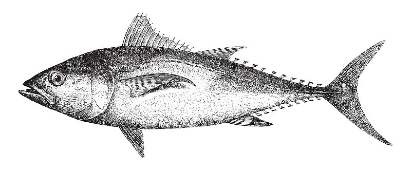 大西洋蓝鳍金枪鱼(Thunnus thynnus) -复古插图