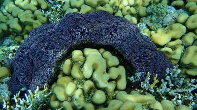 管风琴珊瑚(Tubipora musica)和旋钮珊瑚(Goniastrea stelligera)