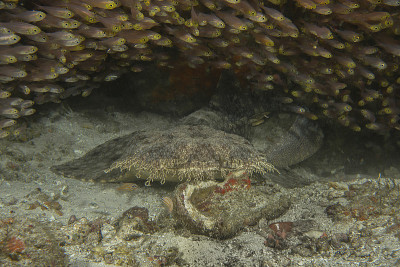 流苏wobbegong