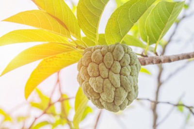 奶油苹果。近距离观察树木。以晚霞的淡色调。