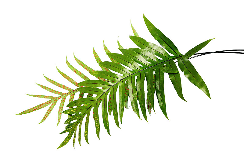 疣蕨叶，观赏叶，蕨孤立在白色的背景上，具修剪路径