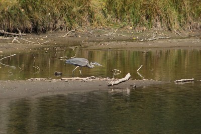 Blue Heron