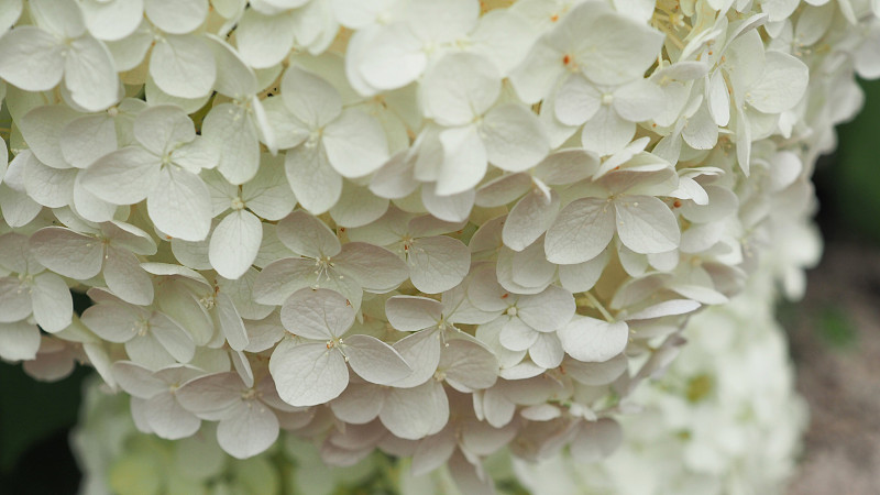 白色的英国绣球花花在日本北海道。