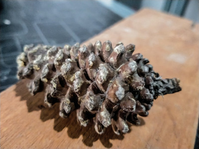 一种松树的雄球果。