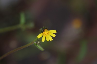 粗糙Hawksbeard