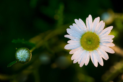chamomiles