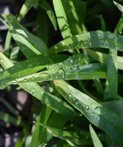 雨后百合