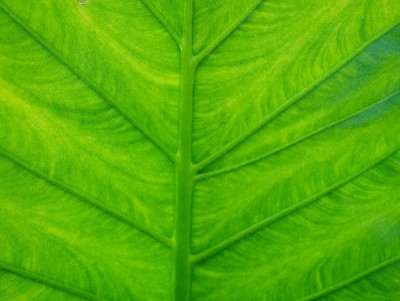 Colocasio象耳植物叶