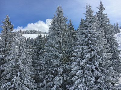 雪覆盖了冷杉