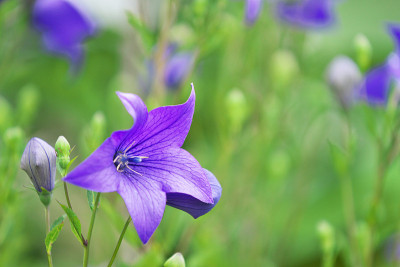 Platycodon,