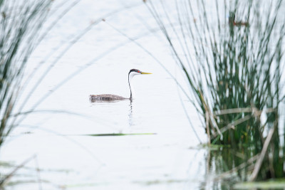 Western Grebe (Aechmophorus occidentalis)
