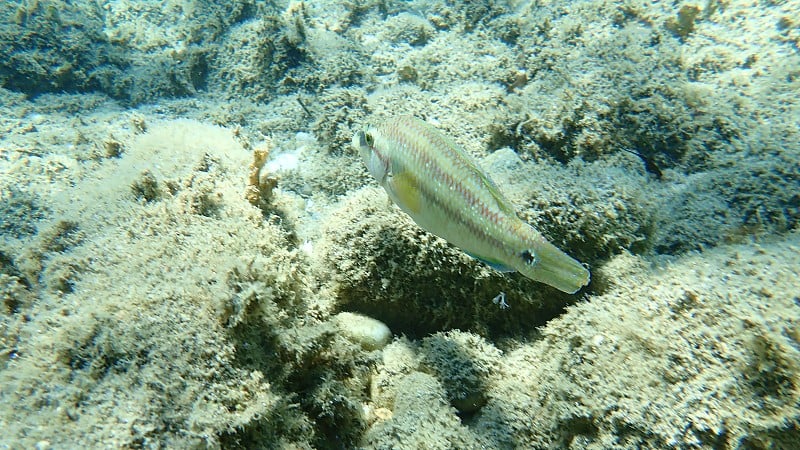 东大西洋孔雀濑鱼(Symphodus tinca)