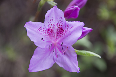 杜鹃花