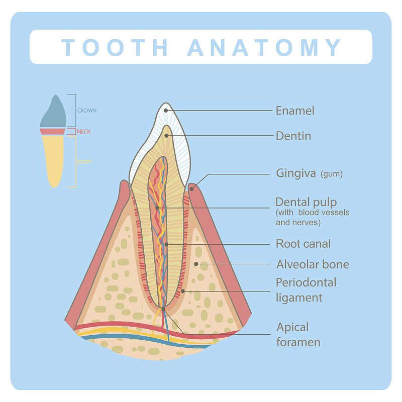 人类牙齿解剖信息图