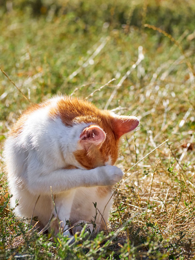 草丛中的猫。