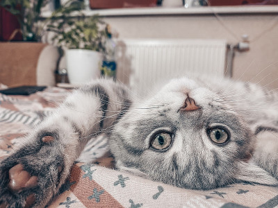 可爱的苏格兰猫，三个月大的小猫