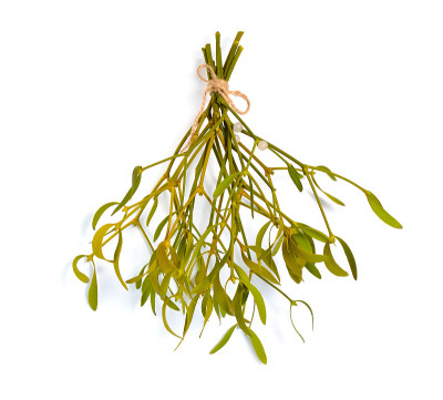 Viscum album，欧洲俗称mistletoe，俗称mistletoe或简称mistletoe