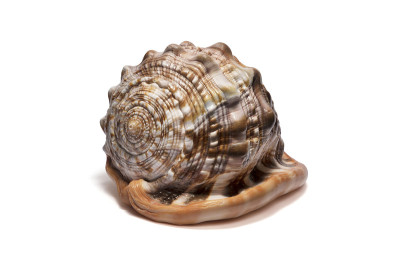 贝壳