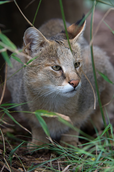 丛林猫(费利斯·肖)