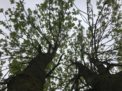 白蜡(Fraxinus excelsior)树- 2018年5月