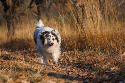 大理石牧羊犬在公园里黄色的秋草上奔跑