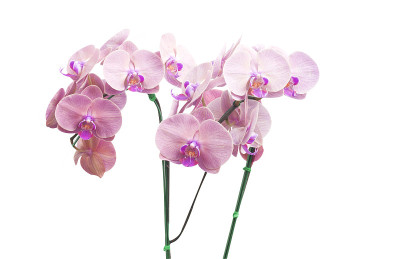 兰花花朵孤立