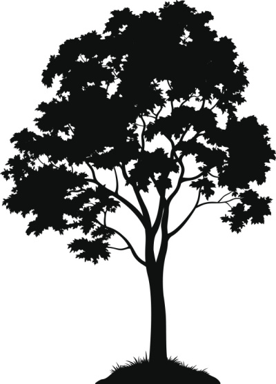 枫树轮廓