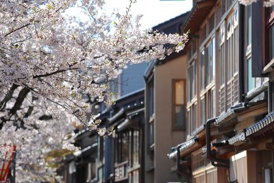 樱花东山茶馆，日本金泽老屋
