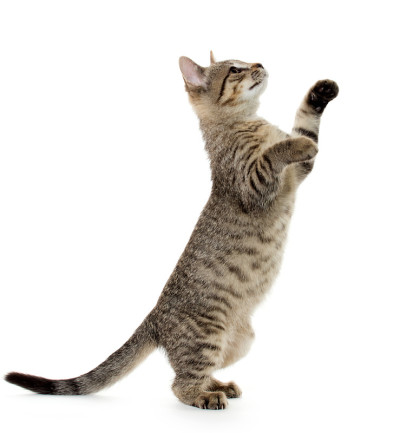 可爱的虎斑小猫