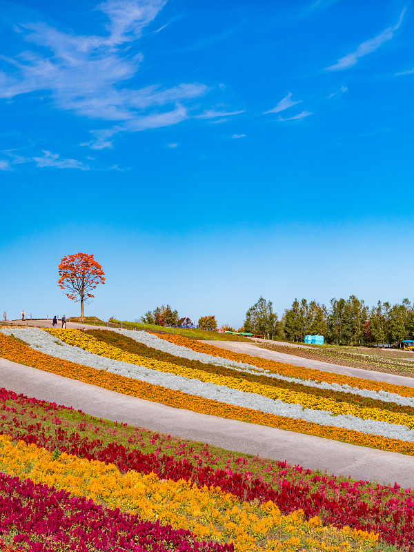 日本北海道北依的五彩花海全景。