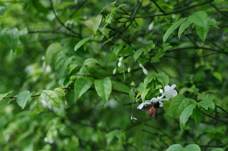 白花，叶底有蜜蜂