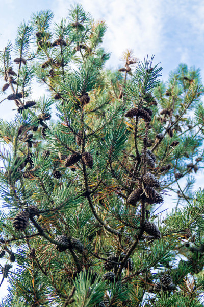 ForestPine抗旱性