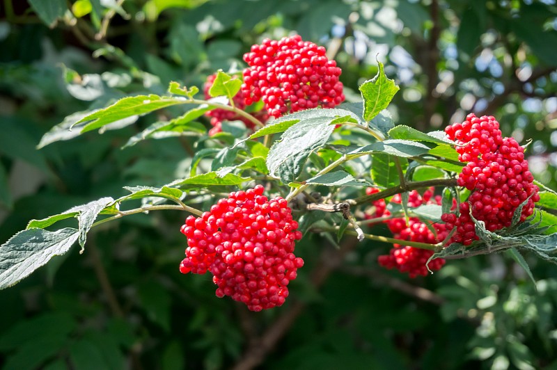 成熟的浆果接骨木红色(Sambucus racemosa)在树枝上对绿色的叶子。