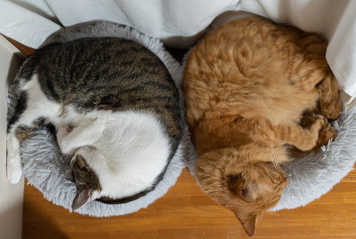两只猫
