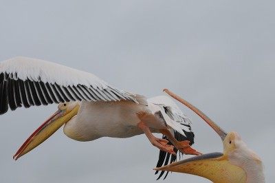 Flying pelican in the Walvis Bay in Namibia