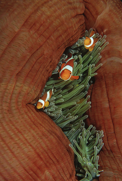 Raja Ampat，印度尼西亚，太平洋，假小丑海葵鱼