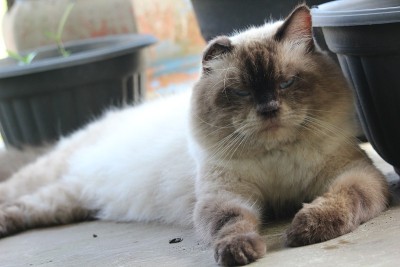 波斯安哥拉猫的姿势像一个照片模特