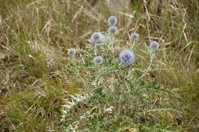 南部Globethistle