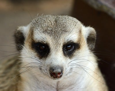 猫鼬 (Suricata suricatta)