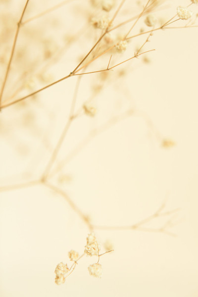 干花枝，软焦点背景