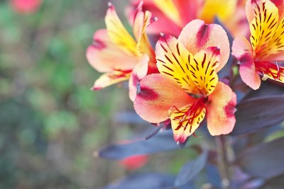 Alstroemeria