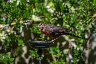 雌性画眉，Turdus merula，栖息在板油花园鸟类喂食器上
