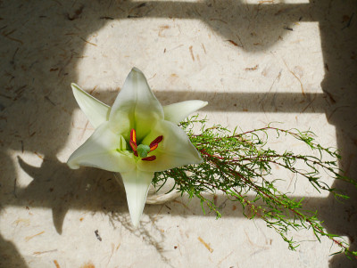 莉莉插花