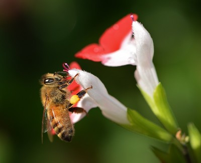 蜜蜂在鼠尾草上