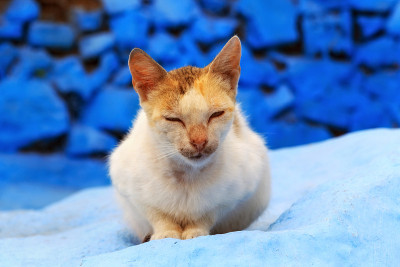 摩洛哥优雅的姜黄色猫的肖像。
