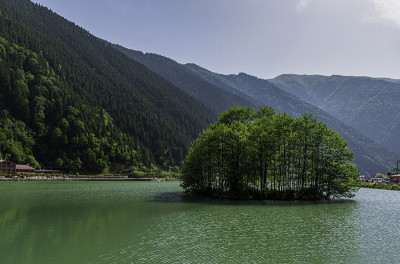 湖中央的小森林